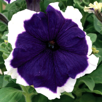 photo petunia grandiflora frost f1 purple