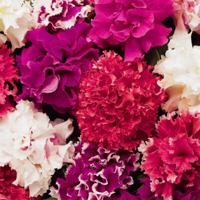 photo petunia grandiflora gloria f1 blend