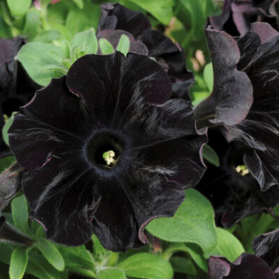 photo petunia grandiflora sophistry f1 blackbury