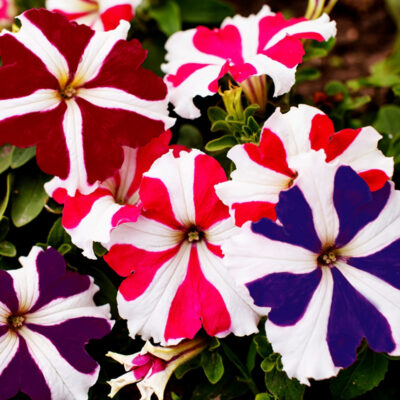 photo petunia grandiflora ultra f1 star mixture