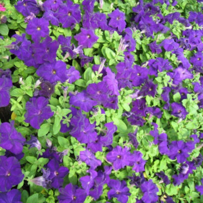 photo by petunia grandiflora virtuoso blue