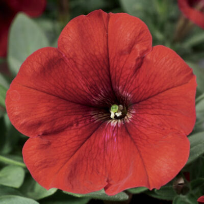 photo cascading petunia ramblin f1 red