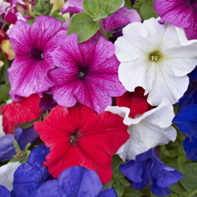 photo cascading petunia samba f1 mix