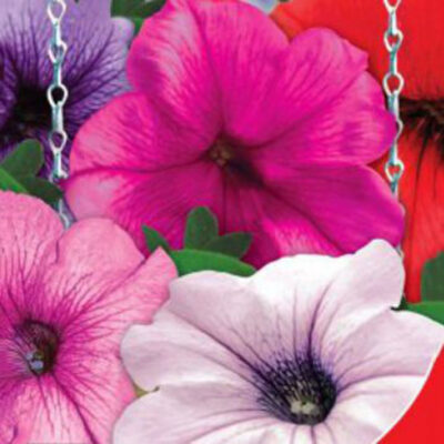 photo cascading petunia unilux f1 balcony mix