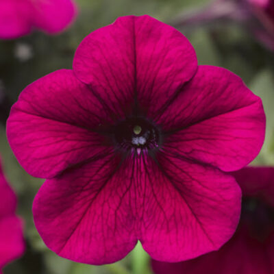 photo petunia milliflora flashword f1 burgundy