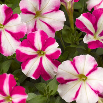 photo petunia milliflora picobella pink star