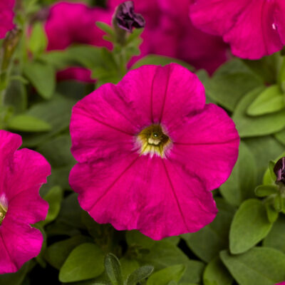 photo petunia milliflora picobella f1 carmine