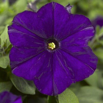 photo petunia milliflora picobella f1 blue