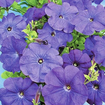 photo petunia multiflora andrea f1 light blue