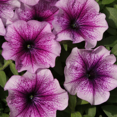 photo petunia multiflora brigitte f1 light purple