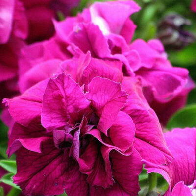 photo petunia multiflora duo f1 pink