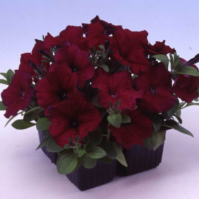photo petunia multiflora lambada f1 burgundy