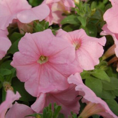 photo petunia multiflora mambo f1 peach