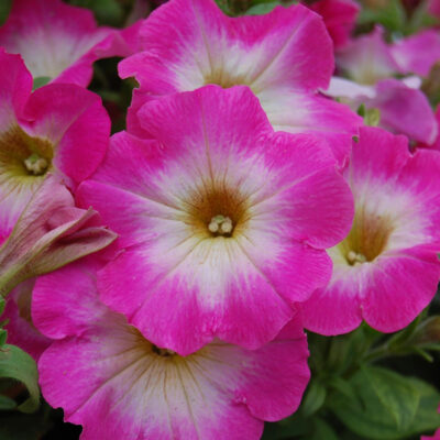 photo petunia multiflora mirage f1 pink