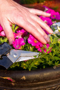 photo pruning petunias