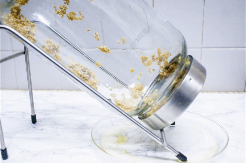 seed germination animation