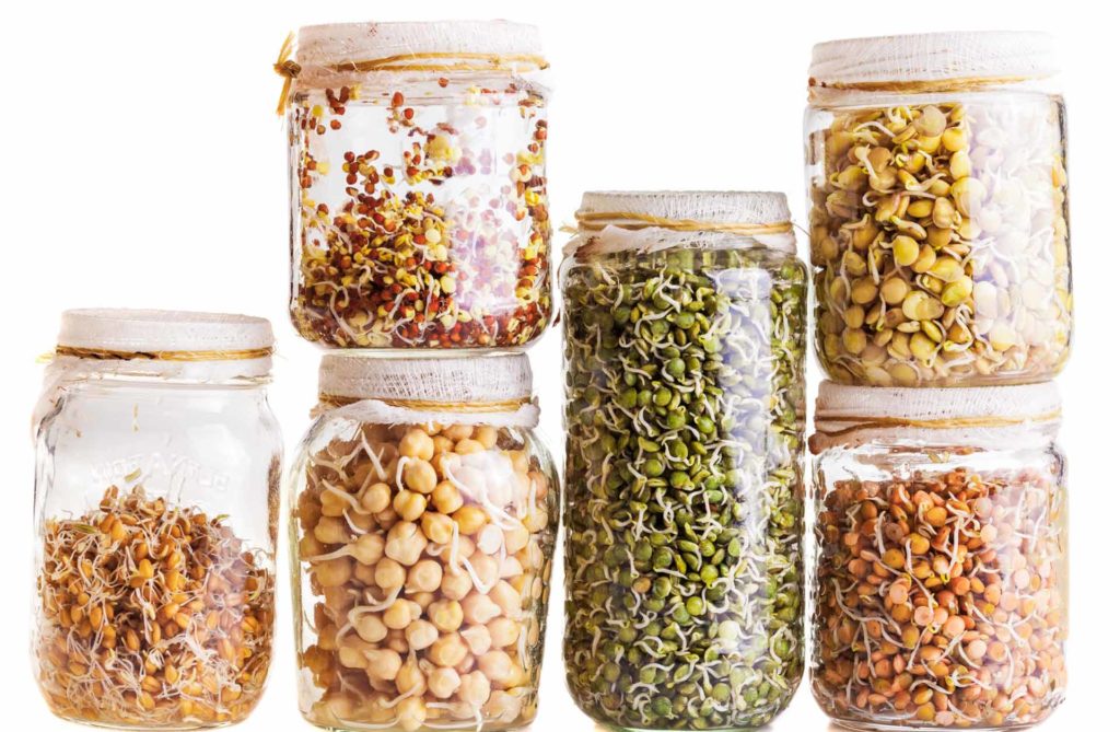 photo germination of seeds in jars