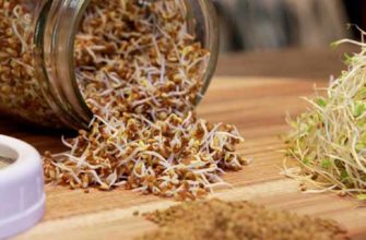 фото проращивание семян