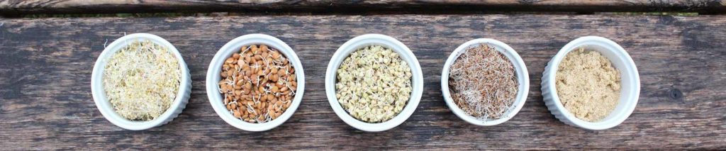 photo of seed seedlings