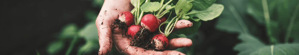 How to quickly grow radishes in summer