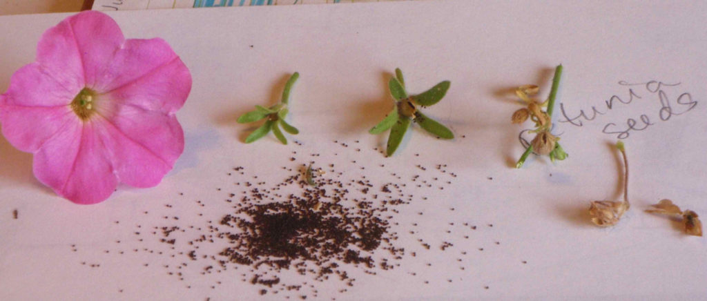 photo petunia seeds