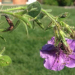 photo aphid petunia