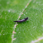 photo thrips pest