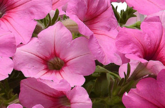 выращивание петунии