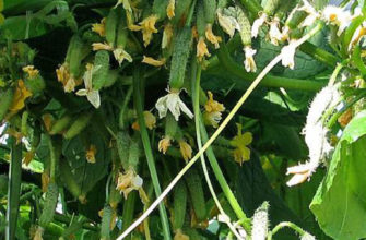 огурцы букетного типа