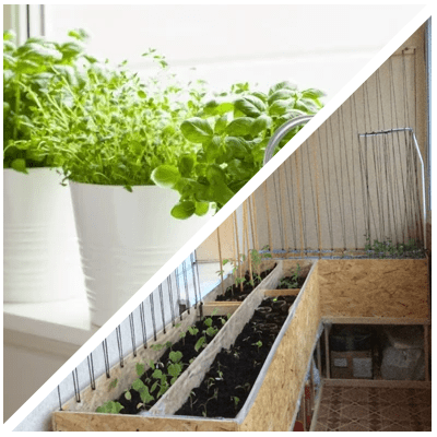 growing spinach at home