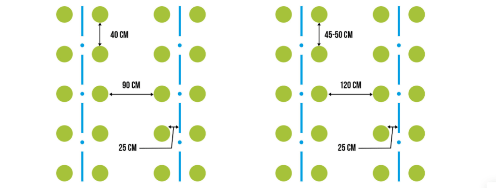early cabbage growing scheme, large-fruited cabbage hybrids, cabbage cultivation plan, vegetable growing diagram, cabbage planting layout, garden planning, hybrid cabbage growing, comparison of cabbage schemes, cabbage growth stages