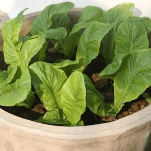 Clay Pots for Spinach