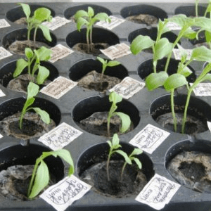 Spinach in Seedling Trays