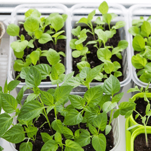 Plastic Containers for spinach