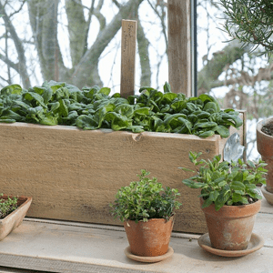 Wooden Crates for Spinach