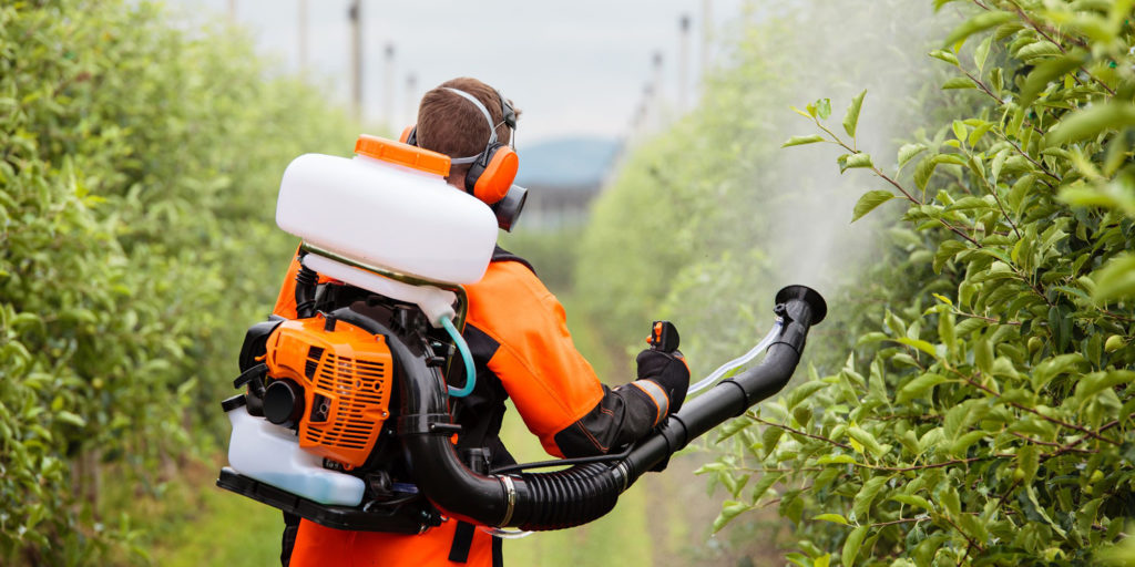 Hand spraying pesticides in an orchard