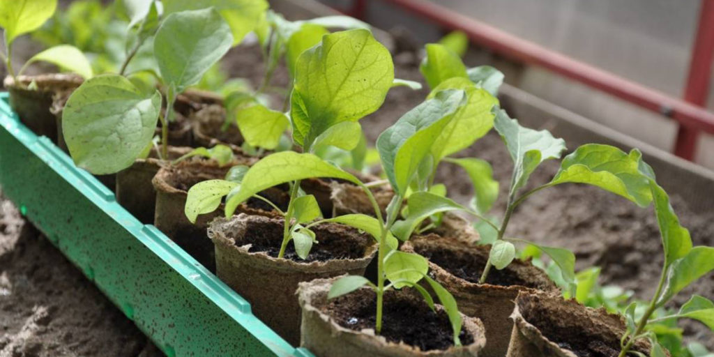eggplant seedlings in peat pots