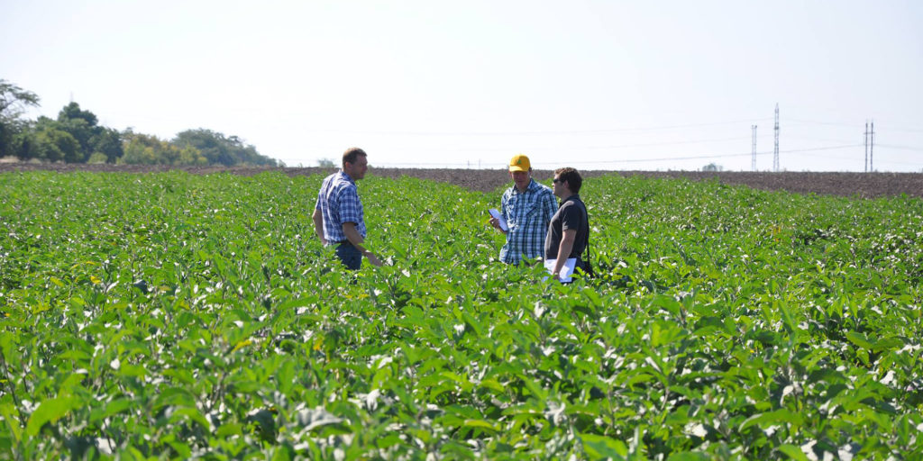 eggplant field inspection