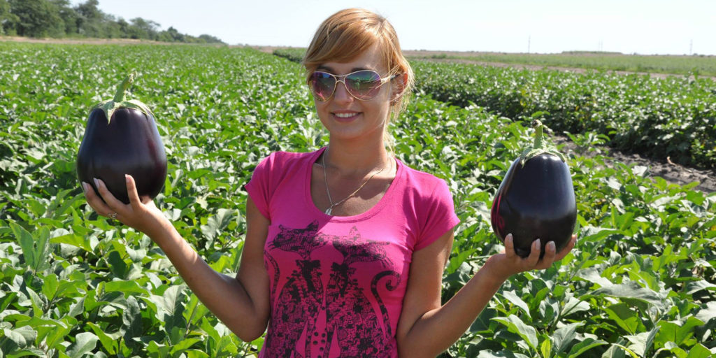 seedless eggplant hybrids