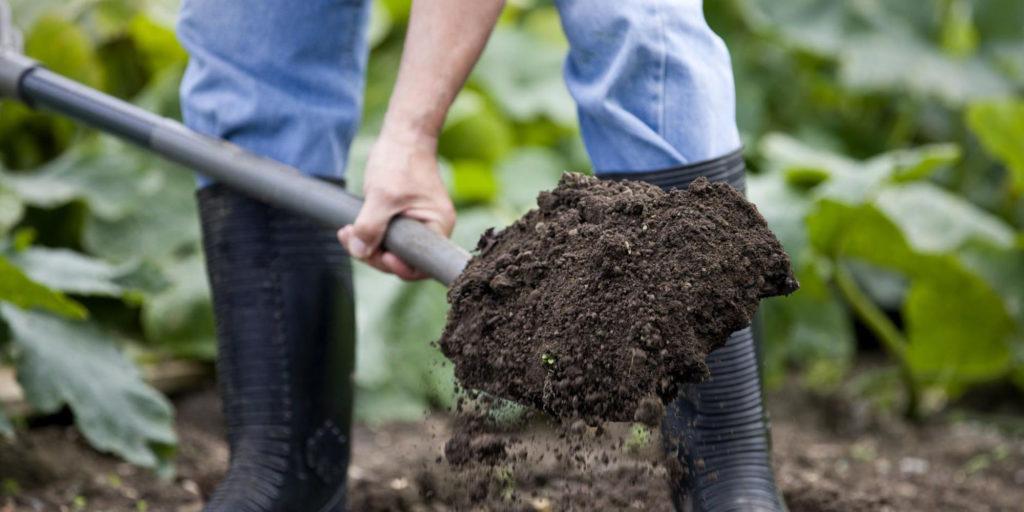 eggplant growing in fertile soil