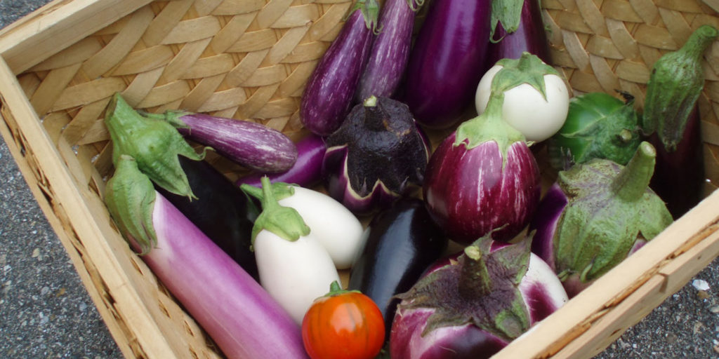 eggplant varieties