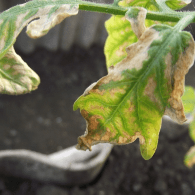 excess ammonium nitrogen