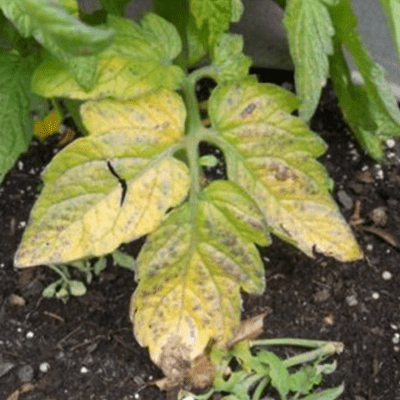 plant nitrogen shortage