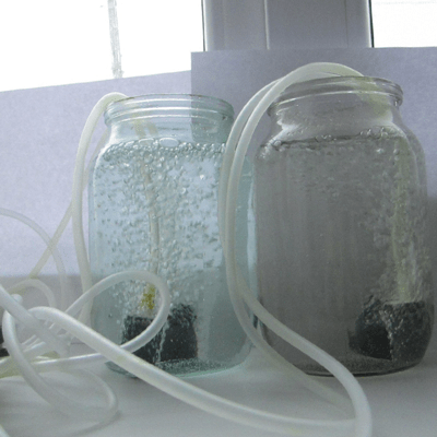 Tomato seeds being aerated in water at home using a small air pump