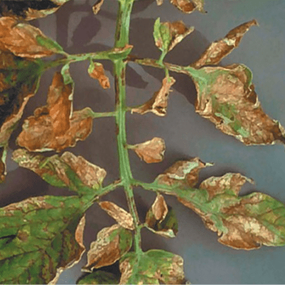 chlorine toxicity in plants