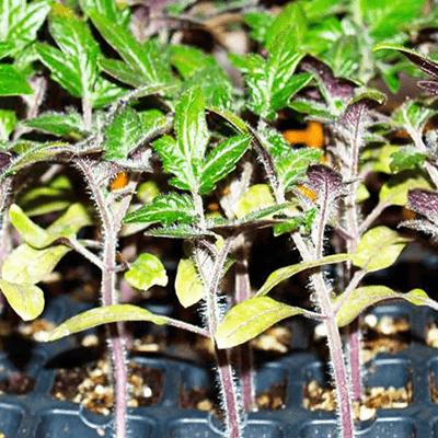 phosphorus deficiency