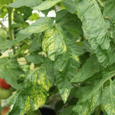 plant magnesium shortage