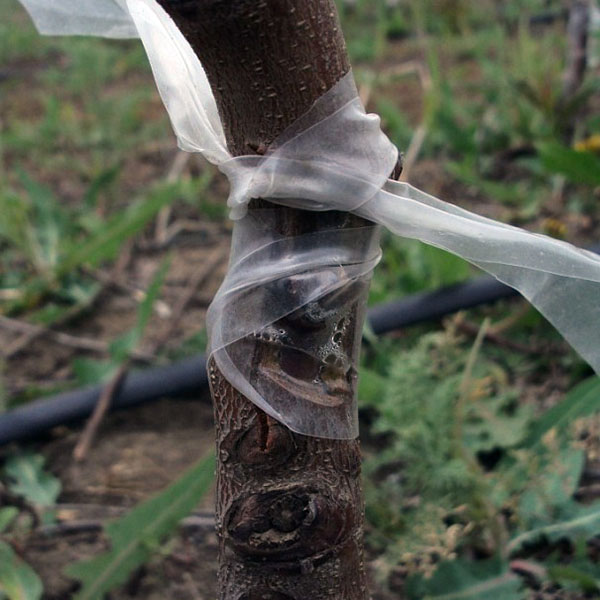 photo eyepiece in reverse incision