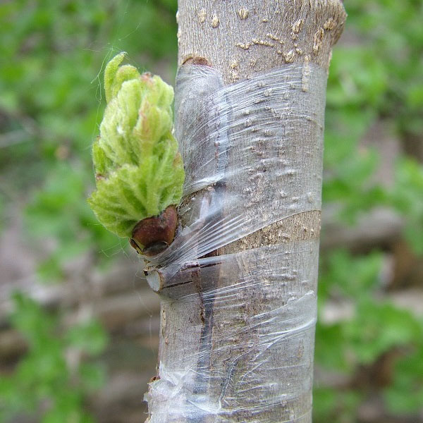 photo close-up eyepiece