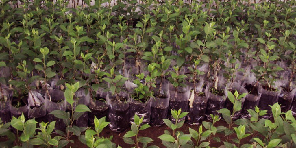 photo seedlings of fruit trees
